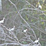 White birds sitting in a tree without leaves