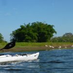 White Kayak and white birds going up a river in Panama