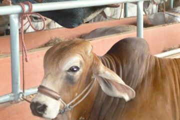 Cow lying down and man in hammock