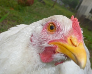 Close up of a white chicken with head cocked