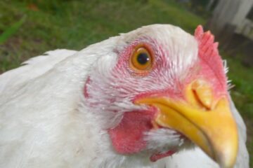 Close up of a white chicken with head cocked