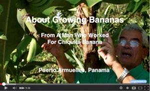 man in banana grove explaining about bananas