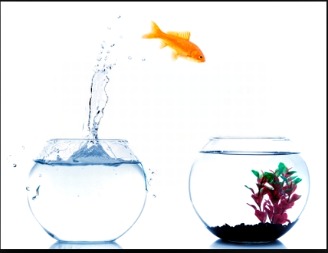 Goldfish leaping from one gold fish bowl to different one.