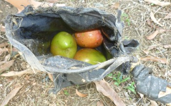 3 mangos in a homemade mango harvestin net/pole.
