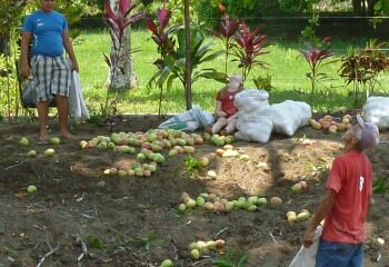 2 men with feed bags and a sitting girl look up, waiting for mangos to drop