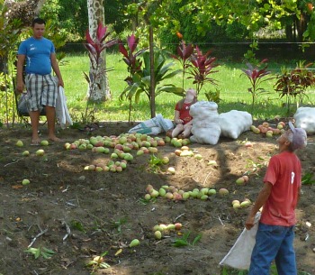 2 men with feed bags and a sitting girl look up, waiting for mangos to drop