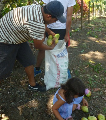 Man counting mangos as put in a feed bag