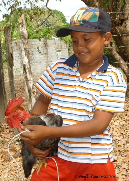 boy holding a chicken in Panama