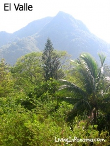 Evergreen and palm trees in foreground, mountain peak in background