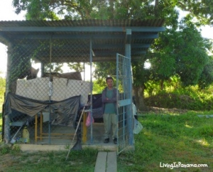 Open air shelter with man standing in front, banana farm & mango tree in background