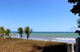 Photo of beachfront lot, 2 small palm tree, and ocean