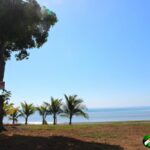 short palm trees, tall mango tree, grassy lot, ocean, blue sky