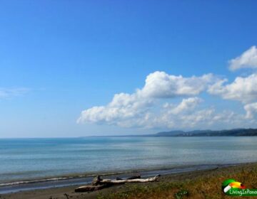 beach, drift wood, ocean, blue sky and white clouds