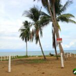 Flat and level beachfront property with palm trees