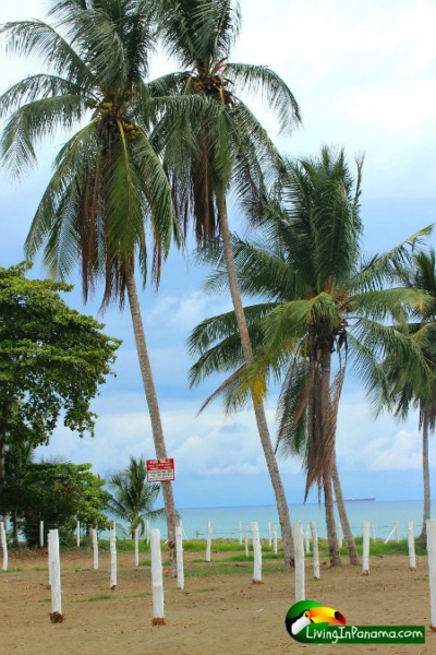 Photo of palm trees in white fence post lined lots