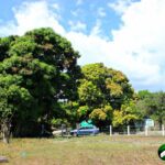 flat grassy lot, mango trees, blue sky, white clouds