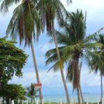 Palm trees, white fence posts, and the ocean beyond