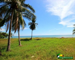 Photo of green grass, palm trees, ocean, and blue sky