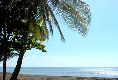 Photo of ocean with palm tree in foreground