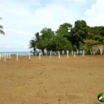 Flat, level lot, white fence posts, mango trees, house, ocean beyond