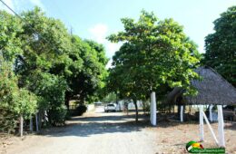 unpaved road lined by mango and other trees, white truck in distance