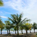 short palm tree, beach, ocean, blue sky