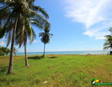 Flat grassy property with vibrant blue sky and palm trees