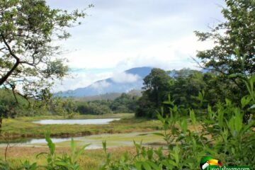 Green plants in foreground, then lake, trees, mountain in background