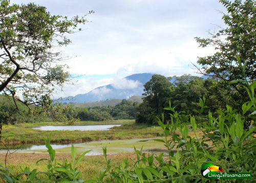 Green plants in foreground, then lake, trees, mountain in background