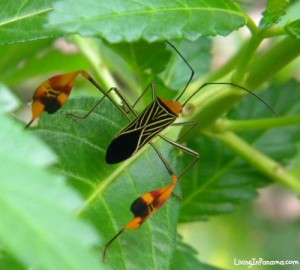 orange & black bug with white markings called the flag-footed