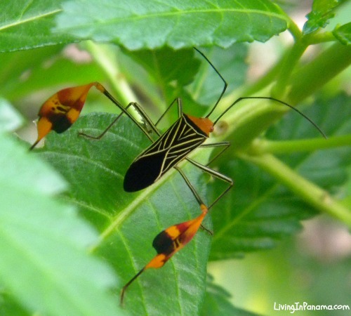 orange & black bug with white markings called the flag-footed 