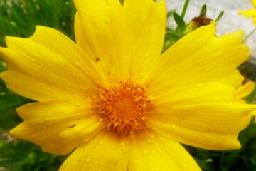 siimple yellow flower and nearby buds