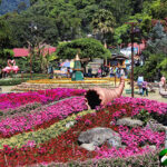 flower display of pink and red flowers