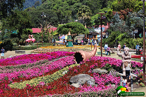 green hills and flower displays