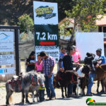 line of ponies waiting for paying customers to ride