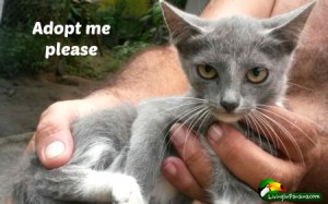 small grey kitten held in a man's hands