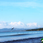 birds flying over ocean and land beyond