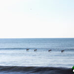 line of pelicans flying over water in puerto armuelles panama