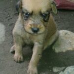 golden colored puppy with dark eyes and highlights