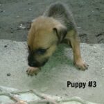 golden and dark fur puppy peering over curb