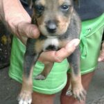 tri-colored puppy held in palm of person's hand