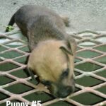 brown and black puppy peering into a grating