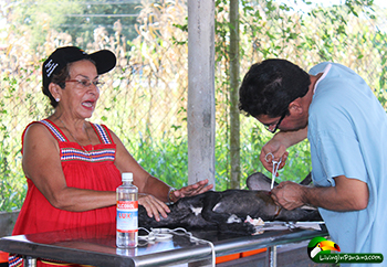 Woman steading dog as vet spays it