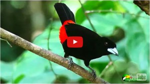 Video screen with cheerie's Tanager pictured and play button