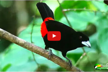 Video screen with cheerie's Tanager pictured and play button