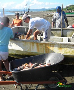Fisherman unloading fish into wheelbarrow as people watch