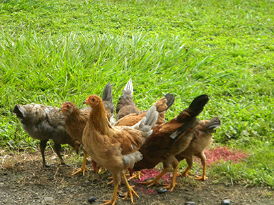 A bunch of chickens standing and scratching