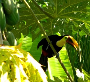 a toucan in a papaya tree