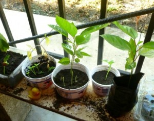 young plants growing in plastic containers