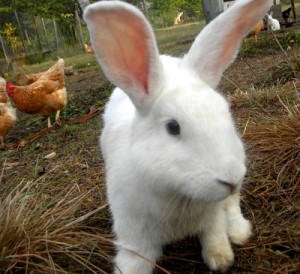 A white rabbit with chickens in background
